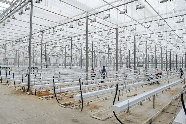 тепличный комбинат овощи черноземья. тепличный комплекс «овощи черноземья» липецкая область. тепличный комплекс солнечный дар солнечнодольск. теплицы щекино. тепличный комплекс в щекино тульской области.