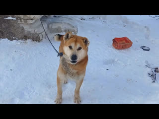 😳 Хозяин бросил этого пушистого на шесть лет.  Случилось все в Большемурашкинском районе. Еще в 2017 году мужчина... (видео)