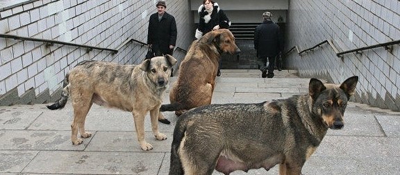 В Москве бродячие собаки загрызли человека. Обглоданное до костей тело мужчины нашли в канаве возле дороги в Саларьево. Кисти рук и стопы у погибшего отсутствовали, а рядом с трупом нашли