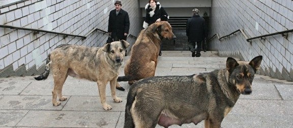 В Москве бродячие собаки загрызли человека. Обглоданное до костей тело мужчины нашли в канаве возле дороги в Саларьево. Кисти рук и стопы у погибшего отсутствовали, а рядом с трупом нашли