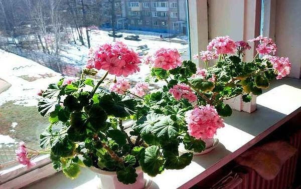 ЛУЧШЕЕ УДОБРЕНИЕ ДЛЯ ГЕРАНИ Вам понадобится:1. Отстоянная вода2. перекись водорода3. йод.Смешать 1 мл перекиси с 1 литром воды. Добавить 0,6 мл йода. Все хорошенько перемешать.Перед поливом