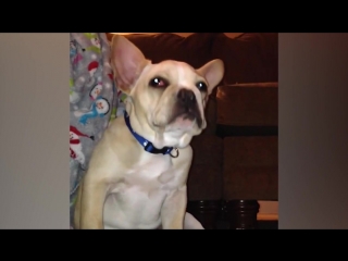 Собаки, которые проиграли бой сну