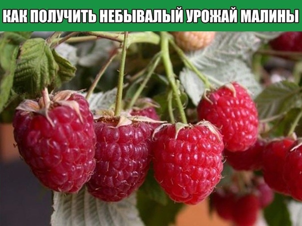 КАК ПОЛУЧИТЬ НЕБЫВАЛЫЙ УРОЖАЙ МАЛИНЫ Важно правильно посадить и обрезать растения. Высаживают кусты с междурядьями не менее 1,8 м и на расстоянии в ряду 0,7 м. В каждую лунку помещают не один, а