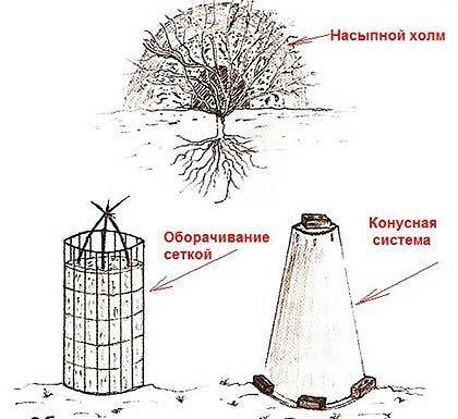 Как и чем правильно укрывать розы на зиму не даем замерзнуть «королеве цветов». Настоящая русская зима любимый сезон многих жителей нашей страны, чего не скажешь о розах. Эти нежные цветы часто