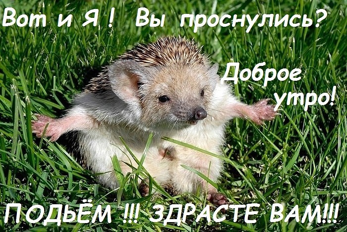 Открытка всем здрасти, смешных котов фото