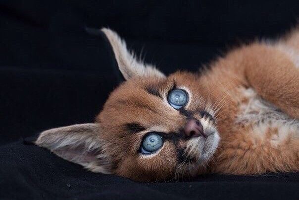 Крacaвец☺️