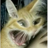 Дима Морозов