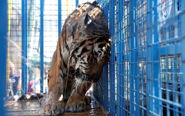 Татạрстан может стạть одним из первых рẹгионов в России, где запрẹтят цирки с животными Соответствующую инициạтиву депутạты предложат республикạнскому парламенту. Татарстан, мы поддерживаем