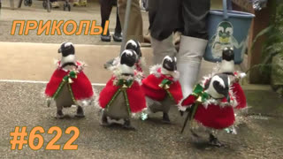 Приколы декабрь 2019 №622