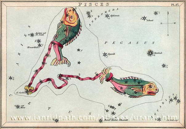 Рыбы (лат Pisces) большое зодиакальное созвездие, лежащее между Водолеем и Овном. Обычно его делят на «северную Рыбу» (под Андромедой) и «западную Рыбу» (между Пегасом и Водолеем) Древнее