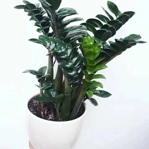 Замиокулькас не любит подкормки: суккулент ждет только одного - получив, пускает