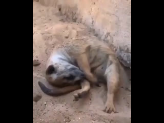 Интересный факт из жизни этих потешных животных, они способны издавать более 25 вариантов крика.  Причём каждый крик у... (видео)